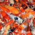 koi_fantasea_phuket_h_0022_tha4106.jpg
